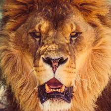 produ priv drone disponible en Yaxa Mexico